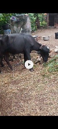 જાફરી પાડી વેચવાની છે