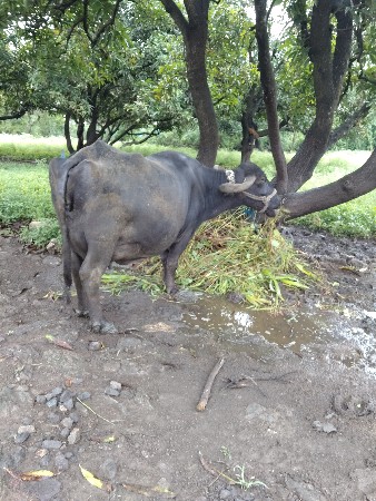 2 વેતર 6e.      4...5 દિવસ