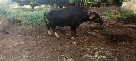 વેણલ હતી ત્યારે દૂધ હતું એટલું 7
