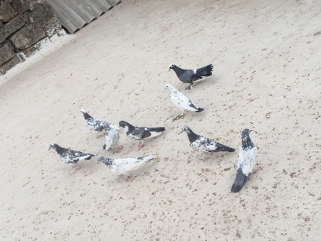 9 નગ છે 2 ફેન્સી છે ફુલ ઉઙાણ