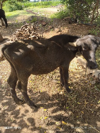 પાડો