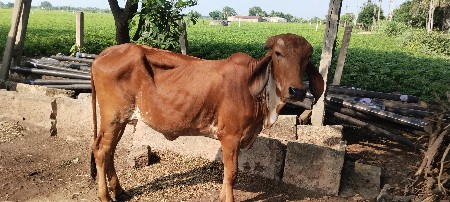 ગીર વાછડી