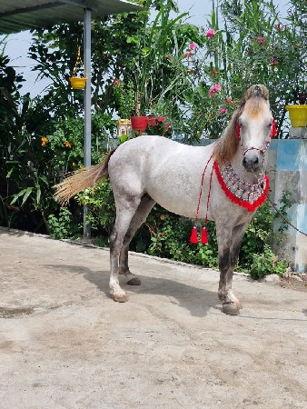 કાઠીયાવાડી ઘોડો