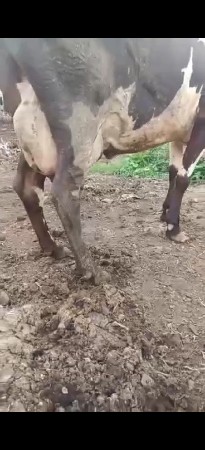 જર્સી ગાય