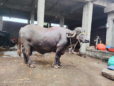ભેશ વેચવાની છે