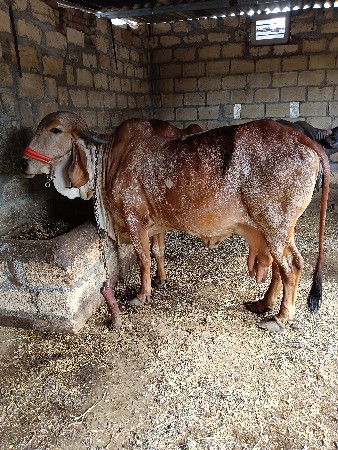 ગીરગાય