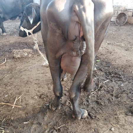 પેલું  વેતર. છે. ૨૦દિવસ કાચી