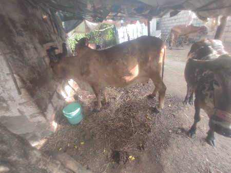 ગાય વેચવાની છે