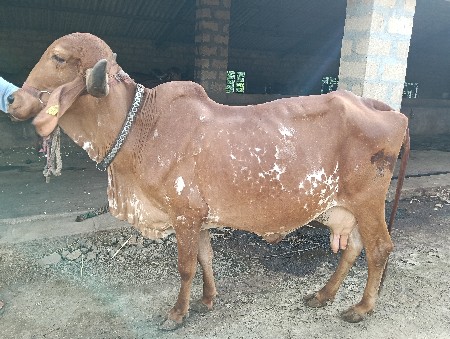 ગીર ગાય