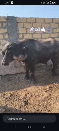 પાડો વેચવાનો છે