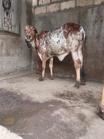 ગીર