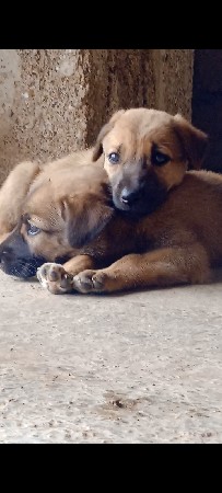 સિંગલ કોડ ગલુડિયા