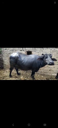 ભેસ વેસવા ની છે બિજુ વેતર છે