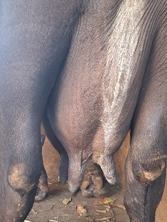 3વેતર