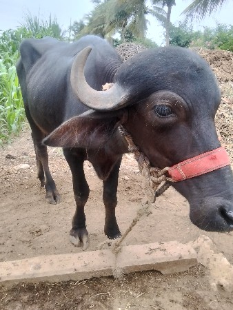 ભેંસ અને પાડી બંને વેચવાના છે