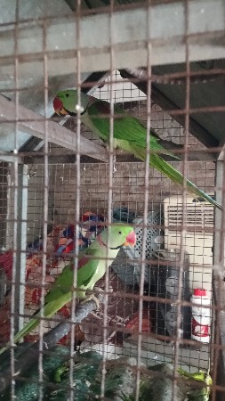 પહાડી પોપટ જોડી વેચવાના છે