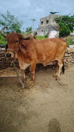 ગાય