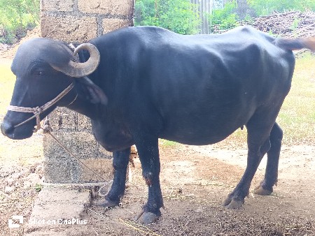 પેલું વેતરી ખડેલી દેવાની છે.