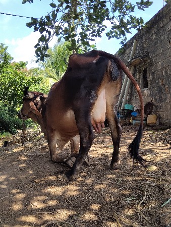 ગાય વેસવાની સે