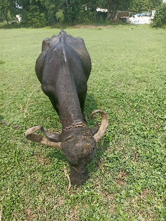 ભેંસ વેચવાની છે