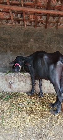 ભેંસ વેચવાની છે