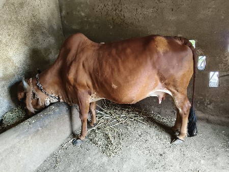 ગાય વેચવાની છે