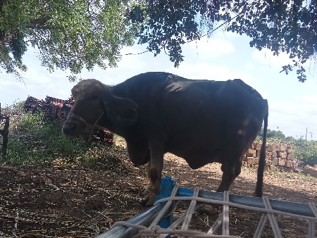 ભેસ વેચવાની