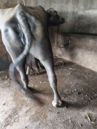 બીજી વેતર