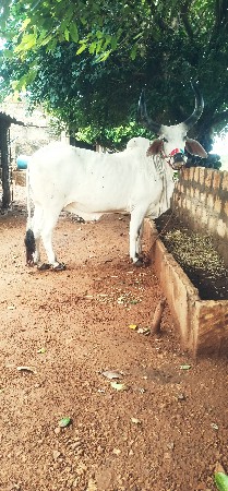 .બળદ વેસવા નો છે
