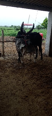 ગાય વેચાવાનીછે