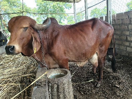 ગાય વેચવાની છે