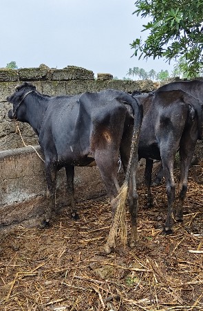 2 hf હોડકા