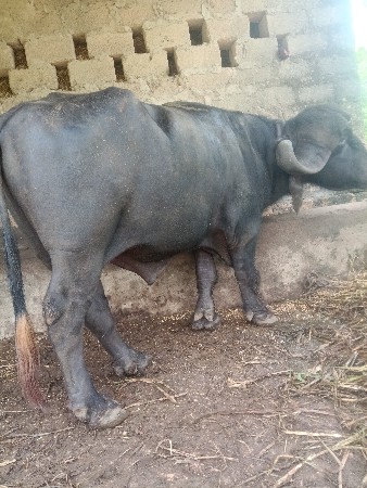 પાડો વેચવાનો છે