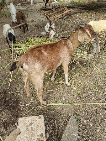 bakri