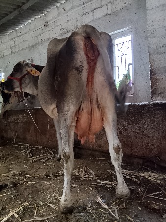 ગાય વેચવાની છે