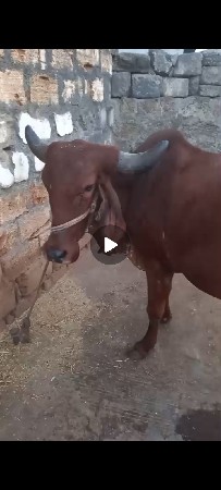 original gir vasadi