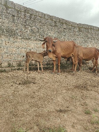 ગીર ગાય વિયાલ