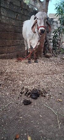 હોળકી વેચવાની છે