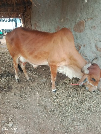 ગાય વેચવાની છે