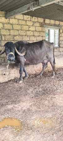 ભેંસ વેચવાની છે