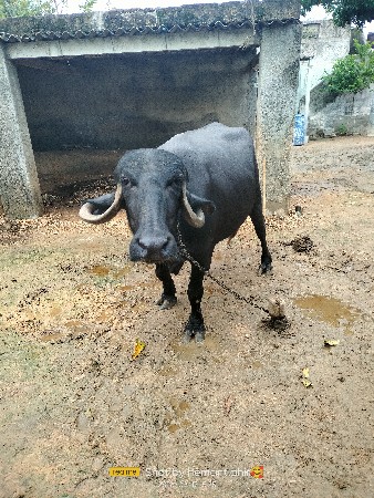 ભૅસ વૅચવાની છૅ