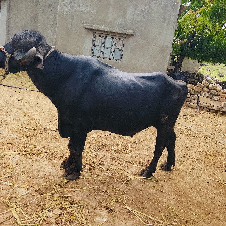 વેશવાનોછે