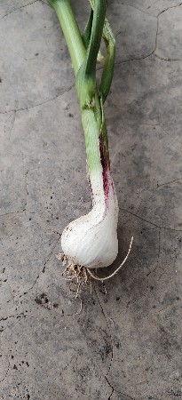 લસણ દેશી