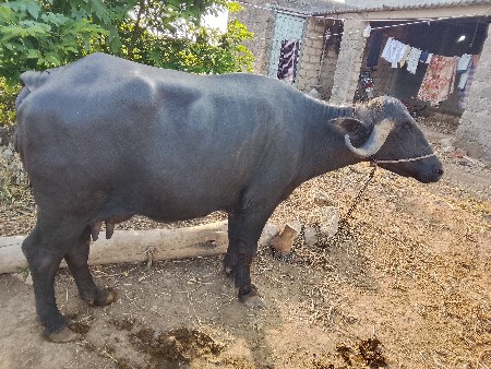 ખડેલી. વેચવાની છે