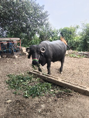 ભેંસ વેચવા ની છે