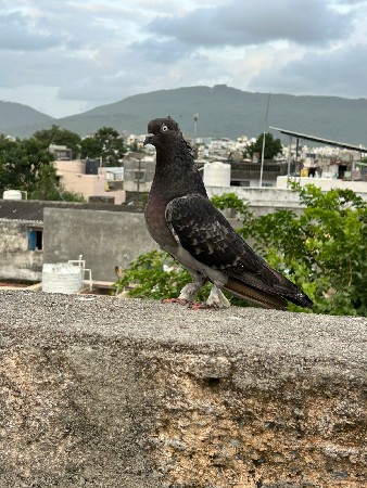 black 🖤 jodi 
ak madi 🕊️