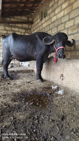 બે ખડેલી વેશ વાની છે સાટા પણ કરસુ