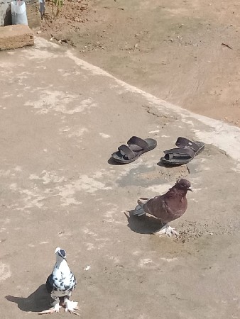 4 કબુતર છે