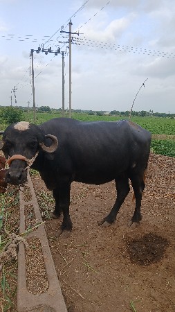 bhes vechavani  6e