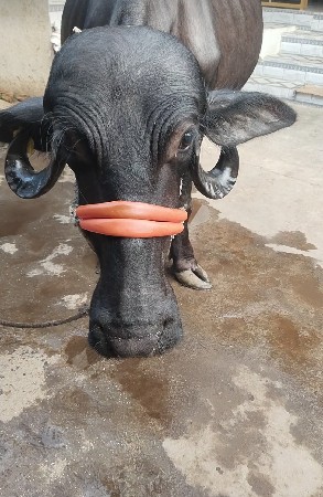 ખણાય વેસવાની છે